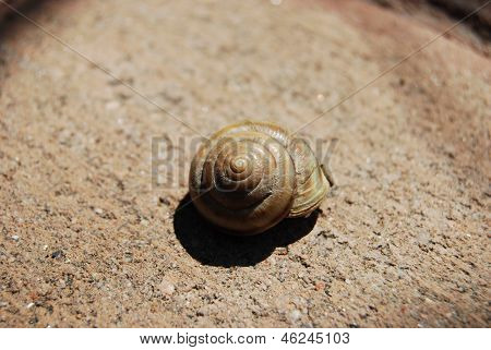 Snail Shell