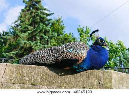 Pfau auf Stein