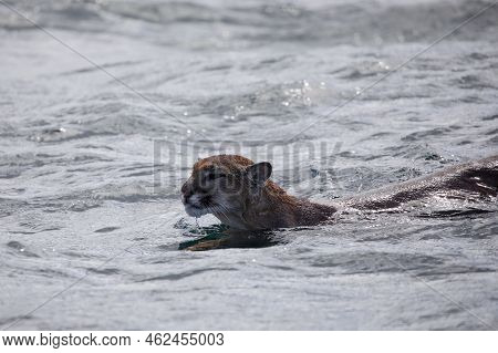 Cougar Or Mountain Lion Found Swimming Across Chancellor Channel Before Coming Into Johnstone Strait