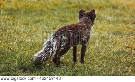 A Little Arctic Fox Cub Caught Stealing Some Lamb Meat From Our Restaurat On Iceland.