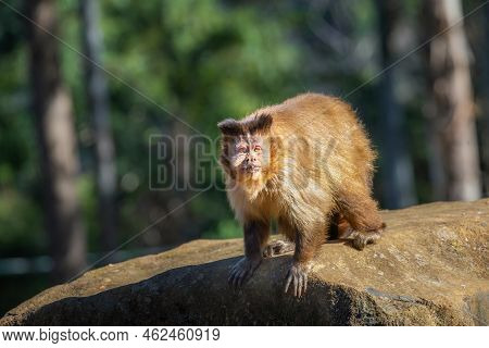 Capuchin Monkey, Sit Down Looking Something On His Branch, Pantanal, Brazil