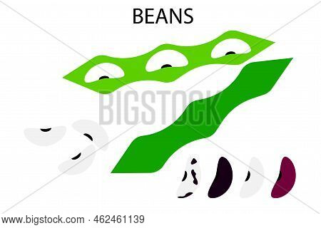 Beans, Great Design For Any Purposes. Natural Background. Healthy Eating Illustration Set. Vector Il