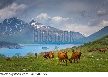 Herd Of Cows In Front Of The Mont-cenis Lake, Savoie Alps, France