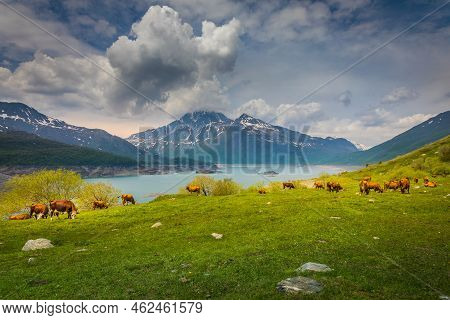 Herd Of Cows In Front Of The Mont-cenis Lake, Savoie Alps, France