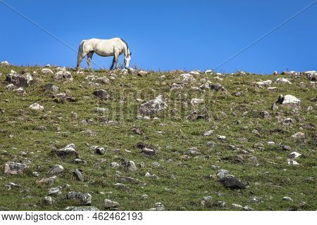 Lonely Horse At Sunny Day, Rio Grande Do Sul Pampa Landscape - Southern Brazil