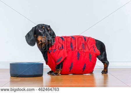 Fat Puppy In Bright T-shirt Stands Sideways Next To Plate Of Food On Floor Against Light Wall. Overw