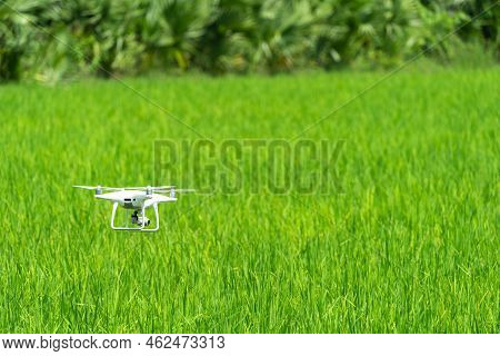 稻上飞照片 图片、插图和矢量图(免费) - Bigstock