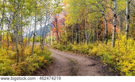 Colorful autumn trees by scenic byway at Mt Timpanogos in Utah.