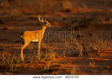 Steenbok Antelope