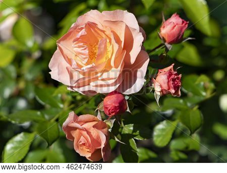 Delicate Beautiful Cream Roses Flower With Buds Among Emerald Leaves In The Garden Closeup