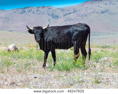 Black Long Horn Wild Steer