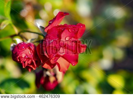 Autumn Red Roses In Drops Of Morning Dew On A Sunny Morning In Garden Closeup