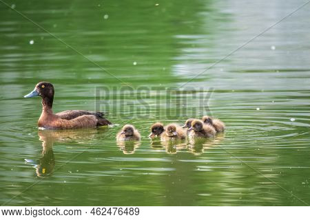 Female Tufted Duck Swims With Her Ducklings In Green Lake