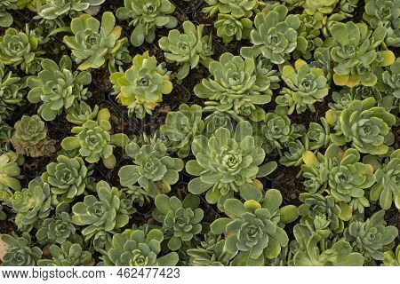 Aeonium Castello - Paivae - Beautiful Garden Succulent