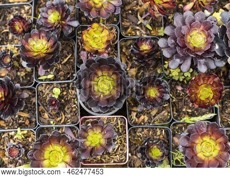 Aeonium Arboreum Atropurpureum - Beautiful Garden Succulent