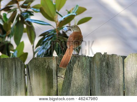 Wood Thrush (hylocichla Mustelina)
