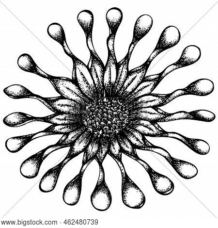 Osteospermum Flower Isolated On White. Vector Illustration In Retro Sketch Line Art Style. Vintage H