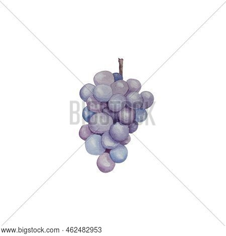 Watercolor Illustration Of Fresh, Delicious Black Grapes And Grape Leaves. Food And Nature Designe