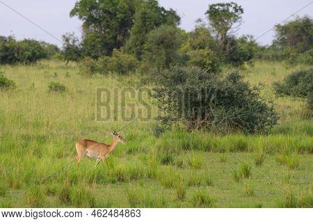 Portrait Of An Ugandan Kob (kobus Thomasi) In Murchinson Falls National Park (uganda), Sunny Morning