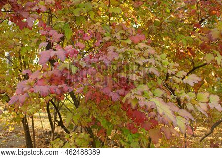 European Cranberrybush With Colorful Autumnal Foliage In October