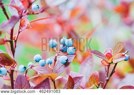 Wild Blueberry Growing In Fall Forest, Blueberries Against Red Foliage In Autumn