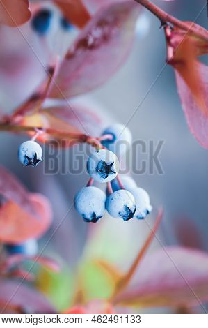 Blueberry Fruits On Bush In Fall, Highbush Huckleberry Plant In Autumn