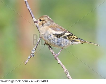 Chaffinch Young On A Branch In The Forest. Brown, Gray, Green Plumage. Small Songbird In Nature. Ani