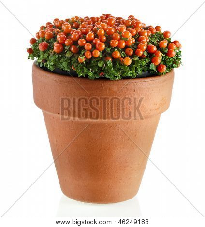 오렌지 nertera 식물 흰 배경에 고립 된 찰 흙 화분에 총 매크로를 닫습니다.