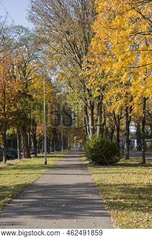 Bike Path In The Park Among Autumn Leaf Fall, Golden Leaves On The Trees