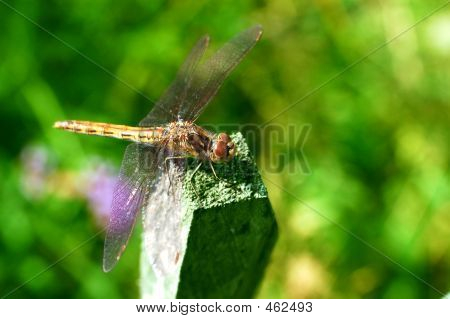 แมลงปอ Damselfly
