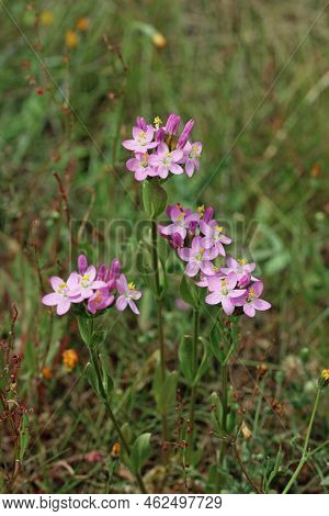 Pink Centaury, Centaurium Erythraea, Flowers In Clusters In Close Up With A Blurred Background Of Gr