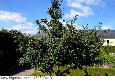 Known As The Medlar Or Common Medlar, Is A Large Shrub Or Small Tree In The Rose Family . The Fruit 