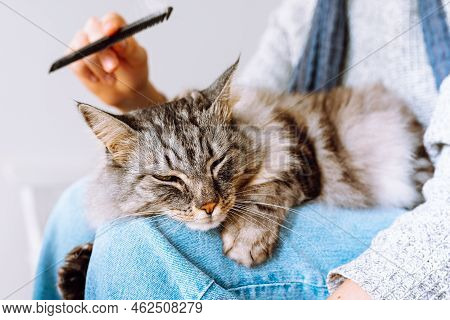 Owner Combs Out Shaggy Big Gray Cat Lying On Lap. Pet Care, Grooming Procedure, Combing Out Shedding