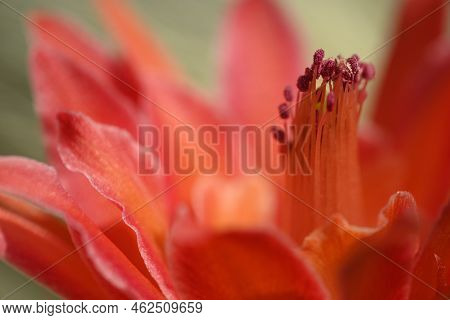 Disocactus Red Flower Detail Of Pistil Group.