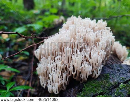 Wild Mushroom Of Artomyces Pyxidatus Or Coral Fungi In Autumn Forest