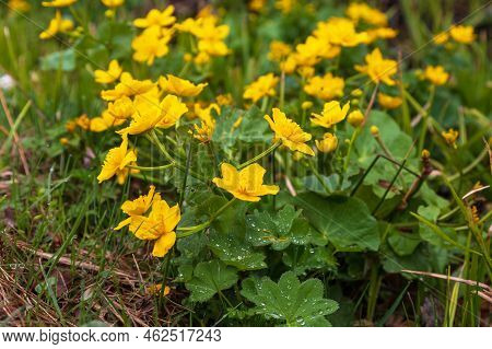 Yellow Blatouch - Caltha Palustris Flower With Green Leaves In The Meadow.