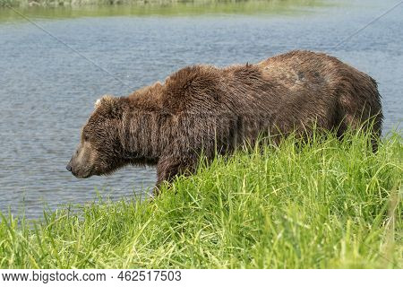 Alaskan Brown Bear Walking Along The Shore Of Mikfik Creek In Mcneil River State Game Refuge And San