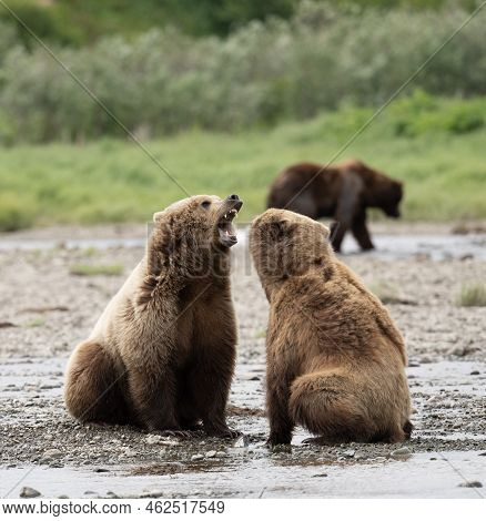 Two Juvenile Alaskan Brown Bears Facing Off On The Shore Of Mikfik Creek In Mcneil River State Game 