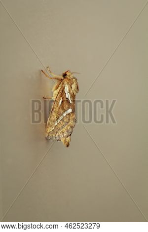 Side View Of A Small Hop Rootworm On A Wall.