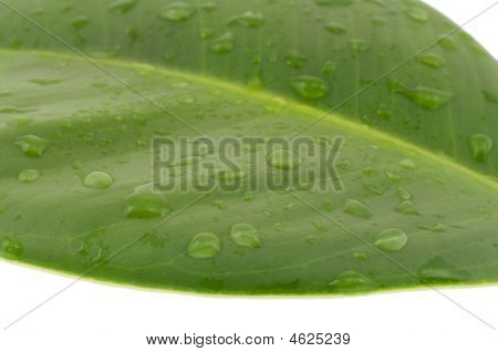 Vlhký list A Ficus Elastica