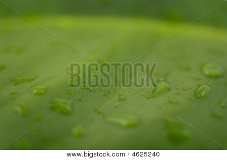 Vlhký list A Ficus Elastica
