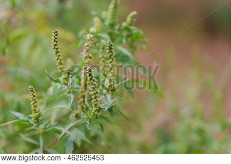 Ambrosia Artemisiifolia Dangerous Allergenic Plant Which Causing Strong Allergy Summer And Autumn. R