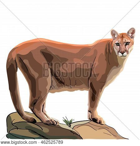 Realistic Cougar Who Stands On A Rock. Vector Illustration