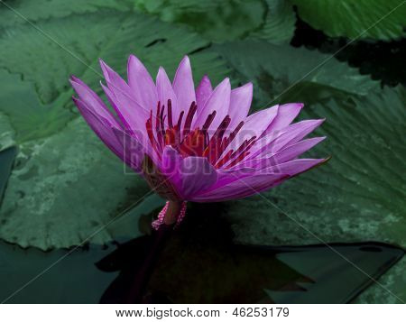 Fiołek Lotus.