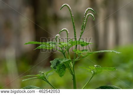 Green Grass Of The Turnsole Type That Is In Bloom Is White And Green In A Curved Shape, Blurred Gree