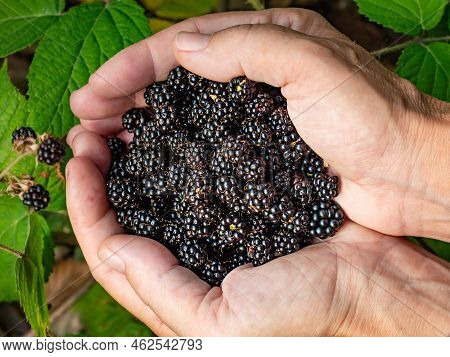 Girl Harvests Wild Blackberries In The Forest. Woman Is Showing Wild Blacberries In Palms
