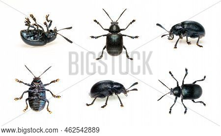 Group Of Blue Milkweed Beetle Isolated On White Background. View From The Bottom. Insect. Animals.
