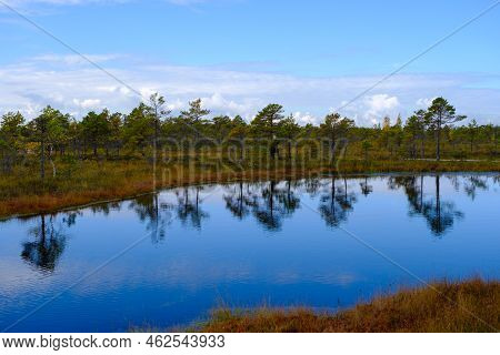 Bog Landscape, Bog Vegetation Painted In Autumn, Small Swamp Lakes, Islands Overgrown With Small Bog
