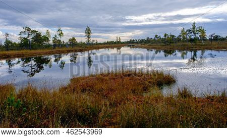 Bog Landscape, Bog Vegetation Painted In Autumn, Small Swamp Lakes, Islands Overgrown With Small Bog
