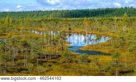 Bog Landscape, Bog Vegetation Painted In Autumn, Small Swamp Lakes, Islands Overgrown With Small Bog